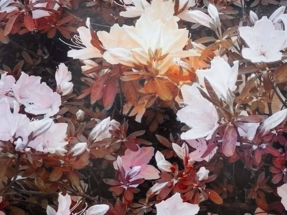 Série Bloom de Trevor Paglen