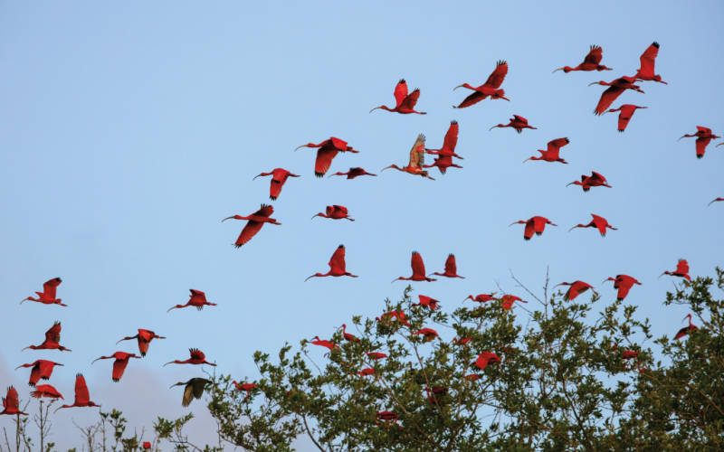 Enrico Marone. s.t. Divulgação.