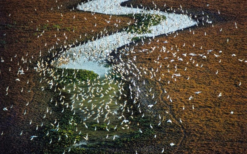 George-Love-Ilha-do-Marajo-1971-Imagem-que-fez-parte-dos-livros-Amazonia-e-Alma-e-Luz