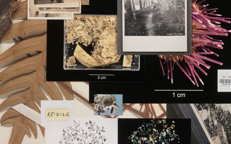 Herbaria-detail-2021-from-the-series-Pileups-Stephanie-Syjuco.-Hand-assembled-pigmented-inkjet-prints-on-Hahnemuhle-Baryta.-Getty-Museum.-©-Stephanie-Syjuco